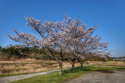 Cherry blossom tree on landscape against blue sky