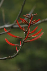 Close-up of red plant