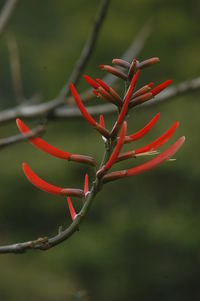 Close-up of red plant