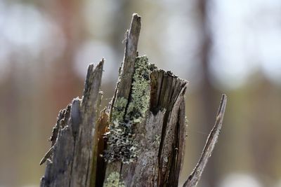 Close-up on a broken tree.
