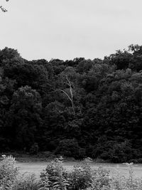 Scenic view of forest against clear sky