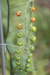 Close-up of berries growing on plant
