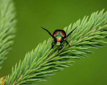 Close-up of insect on leaf