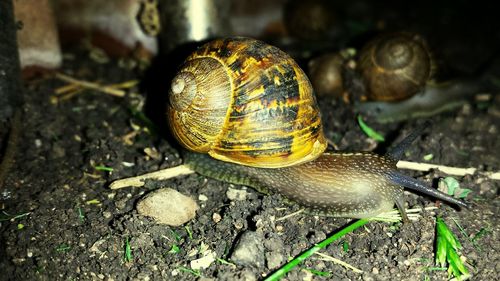 Close-up of snail on white surface