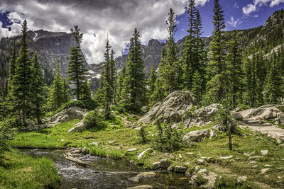 Scenic view of forest against sky