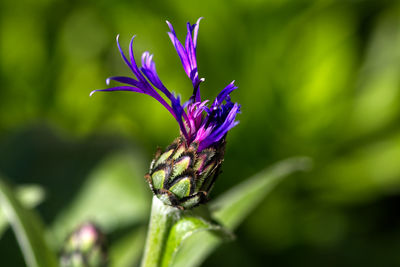 Close-up of honey bee on purple flowering plant