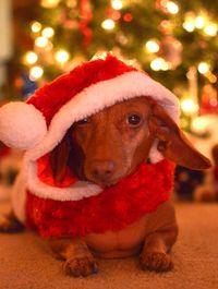 Close-up of dog looking away