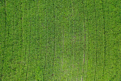 Full frame shot of agricultural field