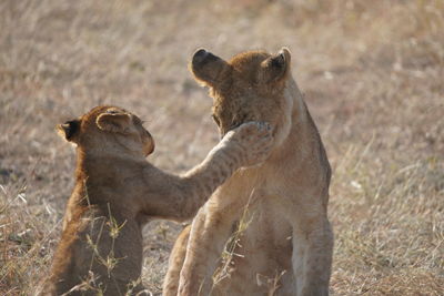 Lioness drinking water