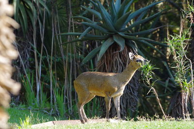 Mammal eating plant while standing on field