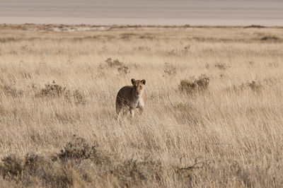 Dog grazing on grassy field