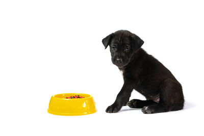 Portrait of puppy sitting against white background