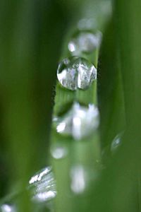 Close up of plant