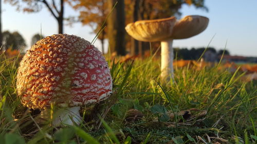 Close-up of mushroom growing on field