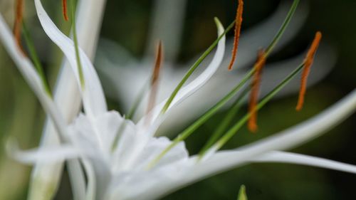 Close-up of white flower growing on plant