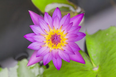 Close-up of purple flower