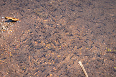 High angle view of crab on sand