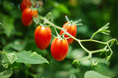 Close-up of tomatoes on plant