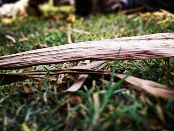 Close-up of wooden fence on field