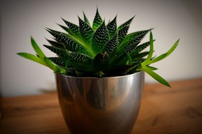 Close-up of plant on table