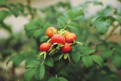 Close-up of red berries growing on plant