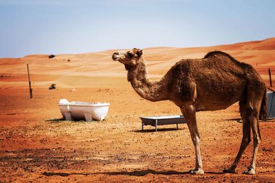 Horse standing in desert against clear sky