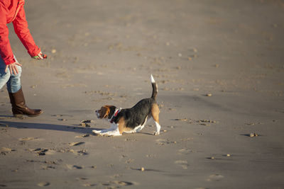 Dog on beach