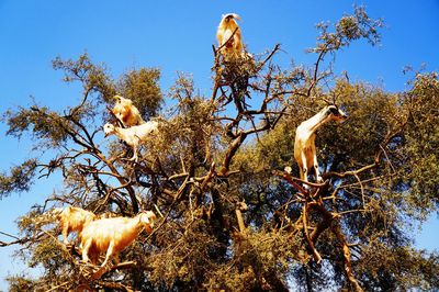 Low angle view of bird on branch against sky