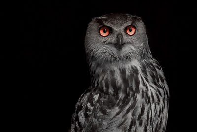 Close-up of owl looking at camera