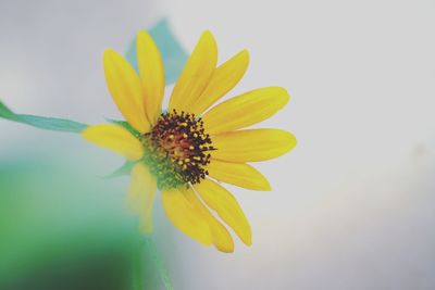 Close-up of yellow flower