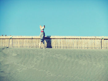 Full length of man standing on beach against clear sky