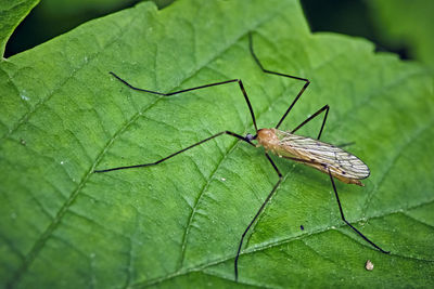 Close-up of insect on leaf