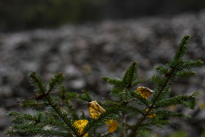 Close-up of pine tree