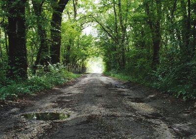 Road passing through forest