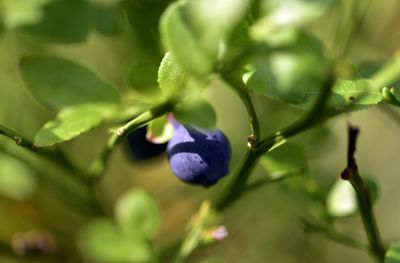 Close-up of purple flowering plant