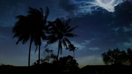 Low angle view of palm trees against cloudy sky