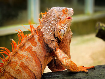 Close-up of a iguana 