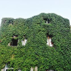 Low angle view of ivy on building against clear sky