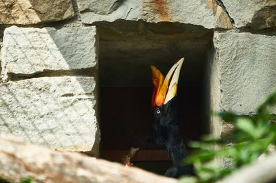 Close-up of a bird