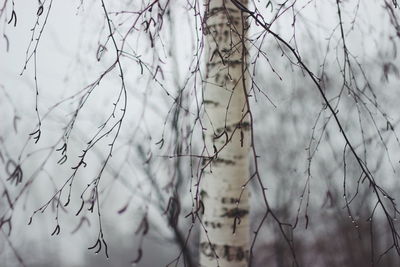 Close-up of bare tree branches during winter