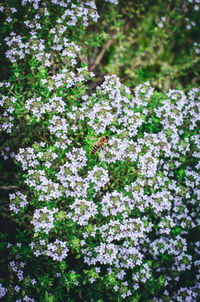 Close-up of white flowering plant