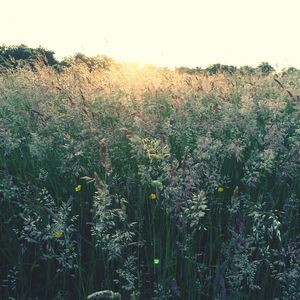 Plants growing on field