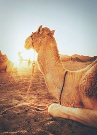 View of a horse on desert