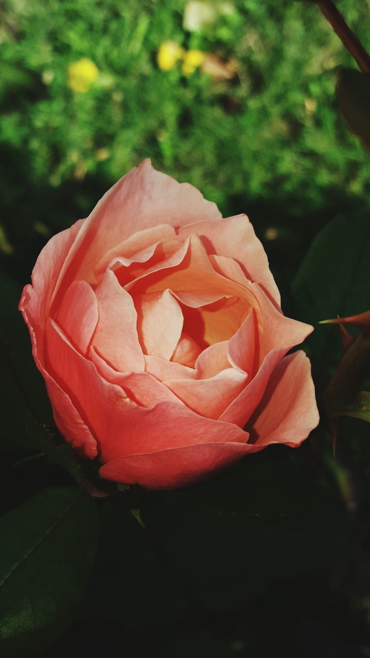 flower, petal, fragility, rose - flower, red, close-up, flower head, freshness, growth, single flower, focus on foreground, beauty in nature, nature, plant, blooming, rose, orange color, outdoors, no people, day