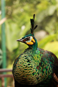 Close-up of a bird