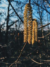 Close-up of leaves on tree