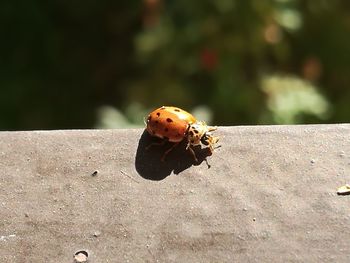 Close-up of ladybug on leaf