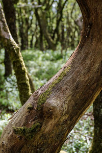 Close-up of tree trunk in forest