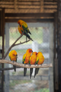 Close-up of bird