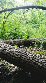 Trees in forest